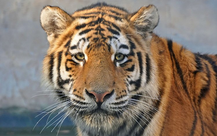 тигр, морда, усы, взгляд, хищник, tiger, face, mustache, look, predator
