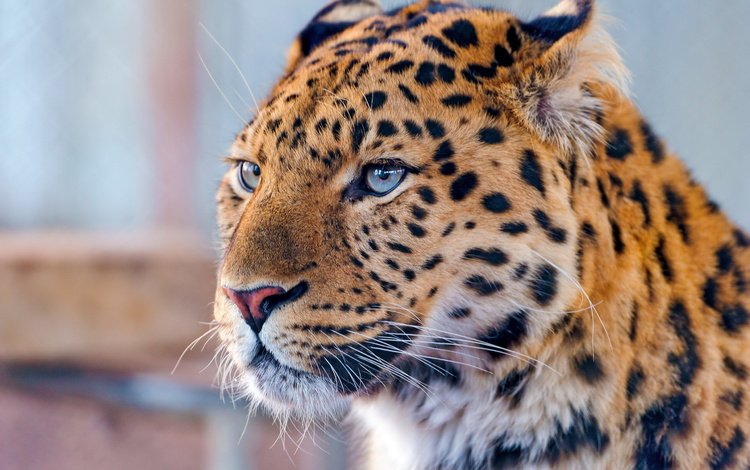 морда, усы, взгляд, леопард, хищник, дальневосточный леопард, face, mustache, look, leopard, predator, the far eastern leopard