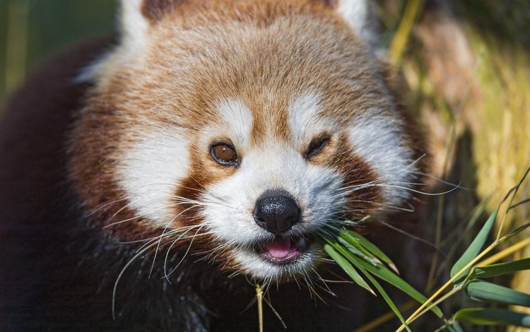 растения, мордочка, красная, панда, красная панда, малая панда, ест, plants, muzzle, red, panda, red panda, eating