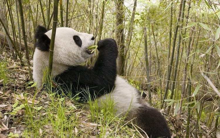 природа, животные, панда, медведь, бамбук, бамбуковый медведь, большая панда, nature, animals, panda, bear, bamboo, bamboo bear, the giant panda