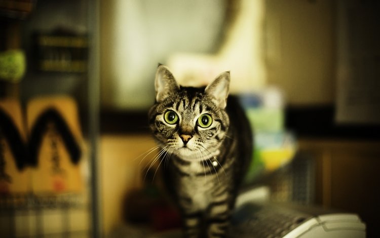 кот, кошка, взгляд, дом, зеленые глаза, полосатый, cat, look, house, green eyes, striped