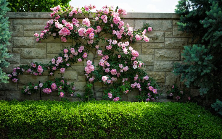цветы, кусты, розы, стена, flowers, the bushes, roses, wall