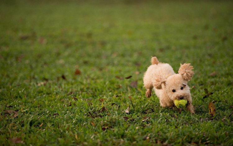 трава, газон, листья, пушистый, собака, щенок, игра, мяч, пудель, grass, lawn, leaves, fluffy, dog, puppy, the game, the ball, poodle