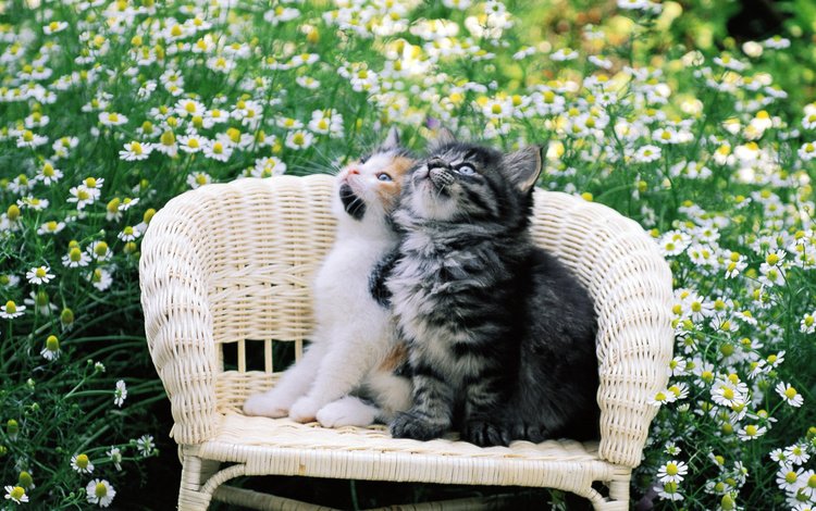 цветы, стул, ромашки, кошки, котята, двое, flowers, chair, chamomile, cats, kittens, two