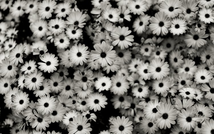 цветы, лепестки, чёрно-белое, ромашки, белые, много, маргаритки, cvety, makro, flowers, petals, black and white, chamomile, white, a lot, daisy