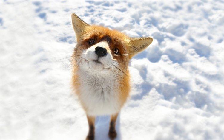 морда, снег, животные, лиса, лисица, любопытство, face, snow, animals, fox, curiosity