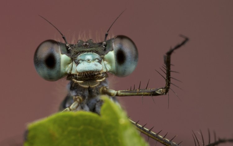 глаза, фон, лист, насекомые, стрекоза, лапки, крупным планом, eyes, background, sheet, insects, dragonfly, legs, closeup