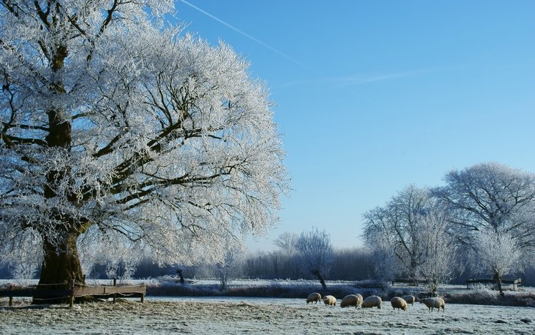 деревья, снег, природа, зима, пастбище, овцы, стадо, trees, snow, nature, winter, pasture, sheep, the herd