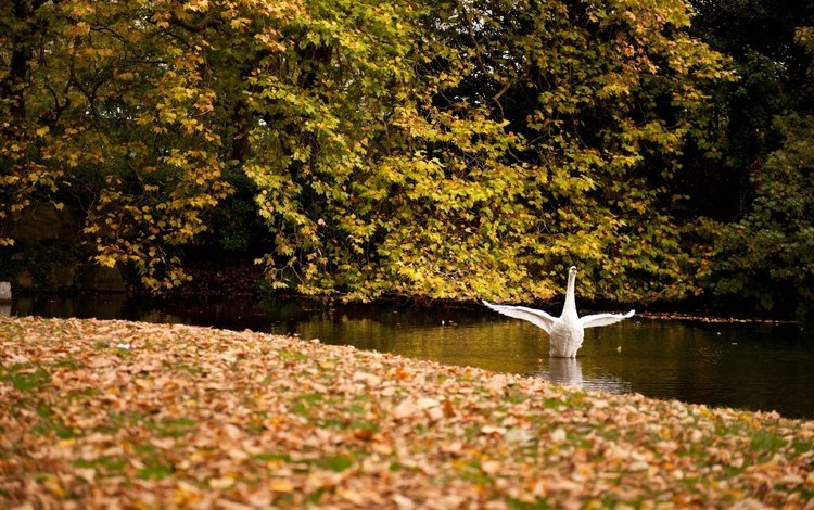деревья, листья, осень, крылья, птицы, пруд, желтые, лебедь, trees, leaves, autumn, wings, birds, pond, yellow, swan