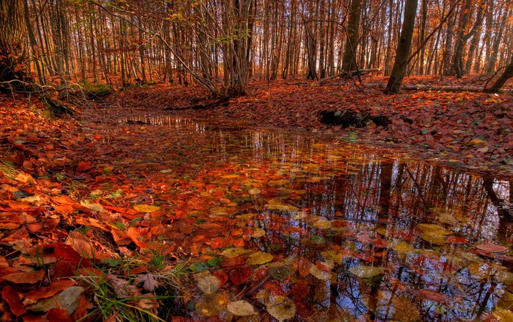 деревья, лес, листья, ручей, листва, осень, речка, trees, forest, leaves, stream, foliage, autumn, river