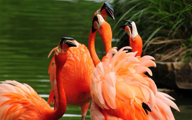 вода, фламинго, птицы, оперение, клювы, water, flamingo, birds, tail, beaks