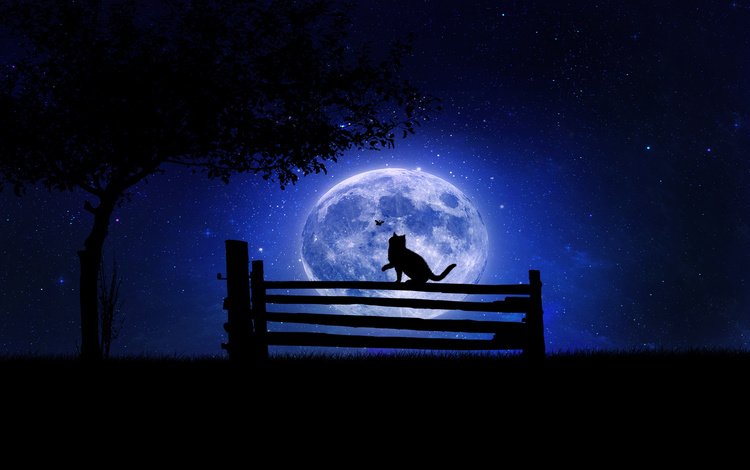 ночь, дерево, звезды, кот, луна, бабочка, забор, night, tree, stars, cat, the moon, butterfly, the fence