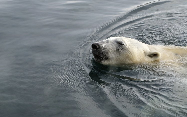 вода, медведь, белый, животное, полярный, water, bear, white, animal, polar