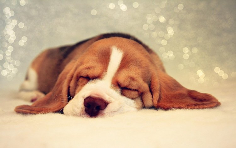 мордочка, сон, собака, щенок, отдых, уши, бигль, muzzle, sleep, dog, puppy, stay, ears, beagle