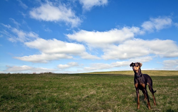 облака, поле, собака, доберман, clouds, field, dog, doberman