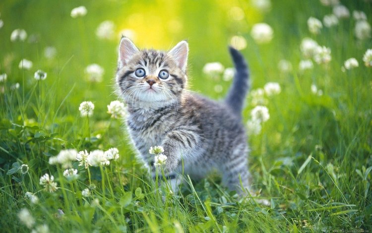 цветы, трава, поле, кошка, котенок, милый, flowers, grass, field, cat, kitty, cute