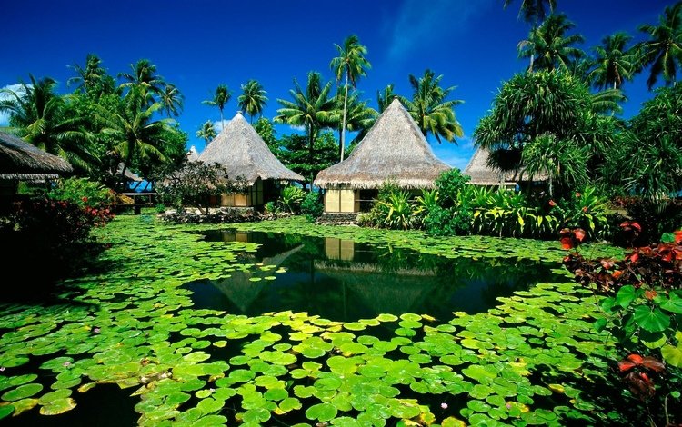 вода, домики, пальмы, тропики, кувшинки, экзотический курорт, райский остров, water, houses, palm trees, tropics, water lilies, exotic resort, paradise island