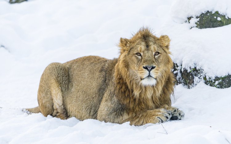 снег, зима, хищник, большая кошка, львы, лев, snow, winter, predator, big cat, lions, leo