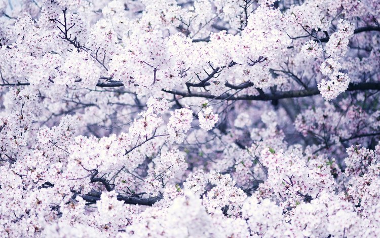цветы, дерево, цветение, ветки, весна, белые, flowers, tree, flowering, branches, spring, white