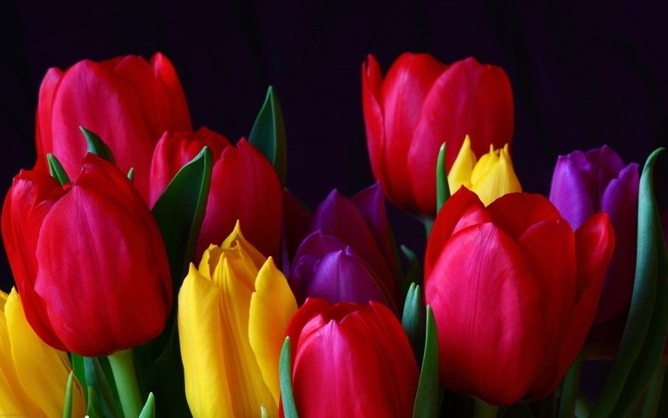 цветы, бутоны, лепестки, разноцветные, тюльпаны, много, flowers, buds, petals, colorful, tulips, a lot