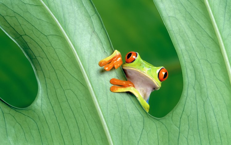 глаза, зелёный, макро, лист, лягушка, красноглазая, древесная лягушка, квакша, eyes, green, macro, sheet, frog, red-eyed, tree frog, treefrog