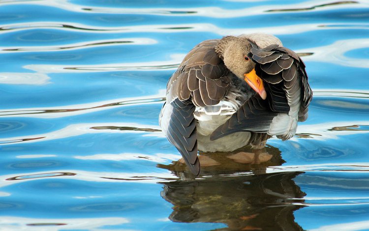 вода, отражение, птица, клюв, перья, утка, water, reflection, bird, beak, feathers, duck