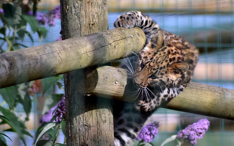 забор, котенок, леопард, хищник, игра, the fence, kitty, leopard, predator, the game