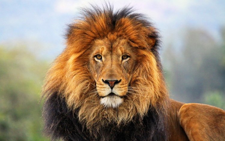 морда, шерсть, взгляд, лев, грива, дикая кошка, царь зверей, face, wool, look, leo, mane, wild cat, the king of beasts