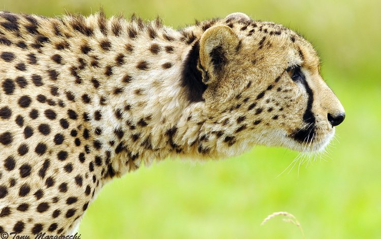 морда, хищник, профиль, охота, гепард, крадётся, face, predator, profile, hunting, cheetah, sneaks