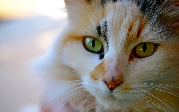 морда, кот, усы, кошка, взгляд, трехцветная, face, cat, mustache, look, tri-color