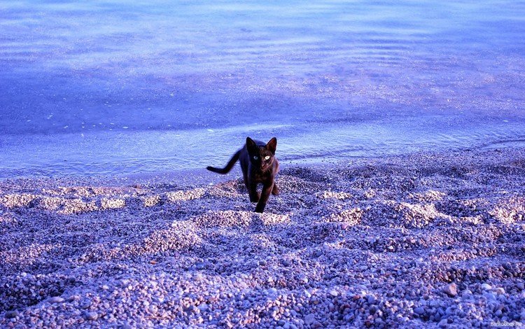 море, пляж, кот, кошка, черный, sea, beach, cat, black