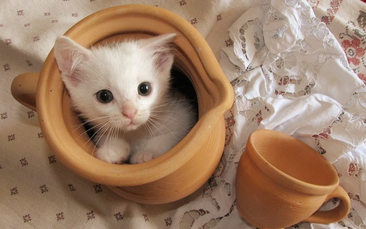 кошка, котенок, белый, чашка, кувшин, скатерть, cat, kitty, white, cup, pitcher, tablecloth