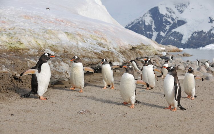 птицы, семья, пингвины, антарктика, птенцы, birds, family, penguins, antarctica, chicks