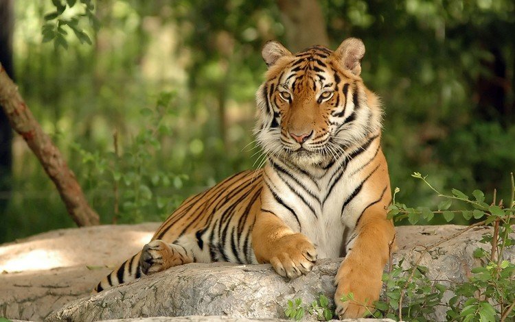 тигр, кошка, хищник, камень, большая, дикая, tiger, cat, predator, stone, large, wild