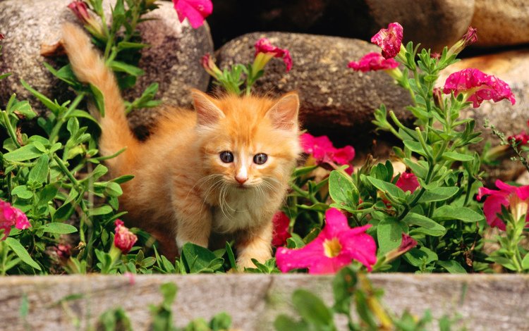 цветы, камни, кошка, котенок, рыжий, flowers, stones, cat, kitty, red