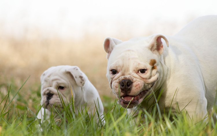 улыбка, щенок, собаки, английский бульдог, трава., smile, puppy, dogs, english bulldog, grass.