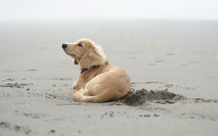 песок, пляж, собака, щенок, такса, sand, beach, dog, puppy, dachshund