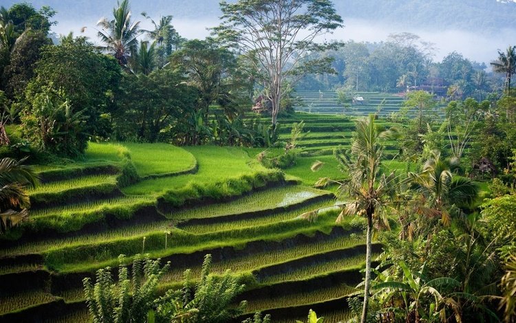 остров, рисовые поля, индонезия, бали, island, rice fields, indonesia, bali
