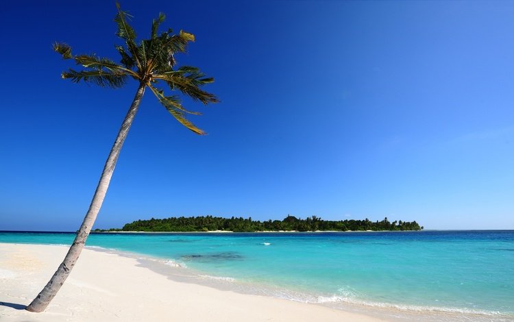 природа, море, песок, пляж, пальма, остров, мальдивы, nature, sea, sand, beach, palma, island, the maldives
