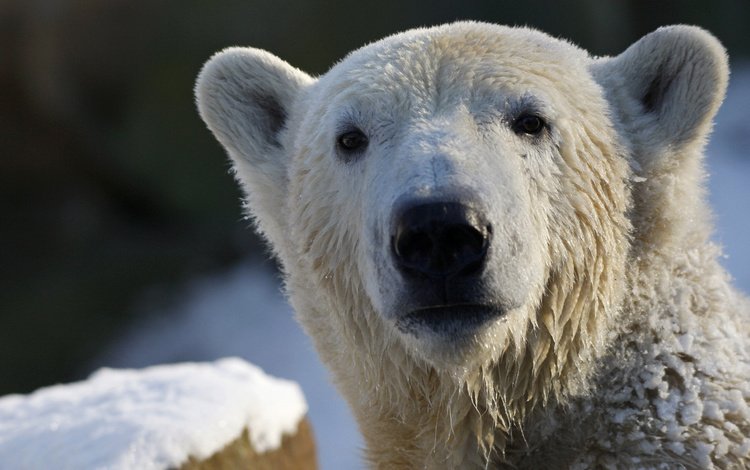 морда, взгляд, медведь, белый, белый медведь, полярный, face, look, bear, white, polar bear, polar