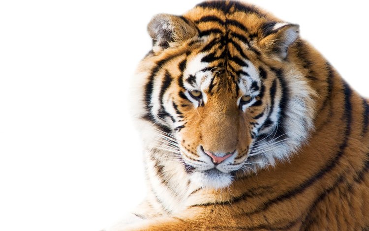 тигр, морда, кошка, взгляд, белый фон, амурский, tiger, face, cat, look, white background, amur