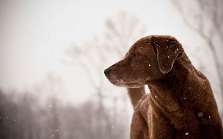 зима, снежинки, взгляд, собака, друг, winter, snowflakes, look, dog, each