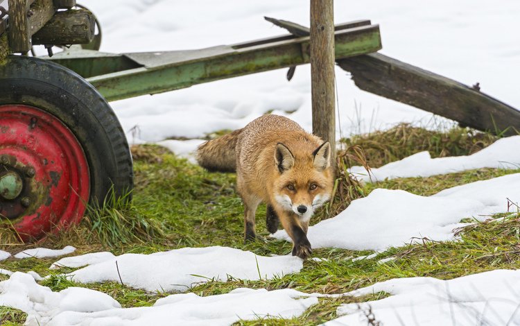 трава, снег, лиса, лисица, колесо, grass, snow, fox, wheel