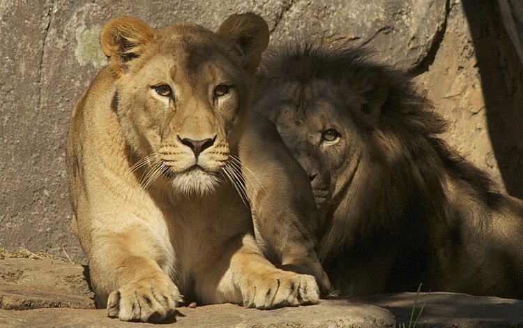 львы, лев, львица, зоопарк, lions, leo, lioness, zoo