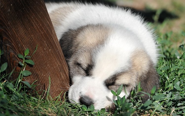 морда, трава, сон, собака, щенок, милый, face, grass, sleep, dog, puppy, cute