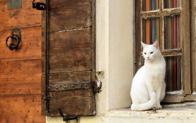 кот, кошка, стена, белый, окно, cat, wall, white, window