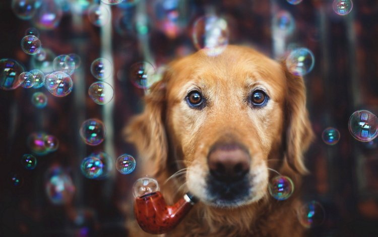 фон, мордочка, взгляд, пузыри, собака, трубка, мыльные пузыри, золотистый ретривер, мыльные, soap, background, muzzle, look, bubbles, dog, tube, golden retriever