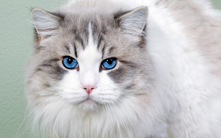морда, кот, кошка, взгляд, пушистая, голубоглазая, face, cat, look, fluffy, blue-eyed
