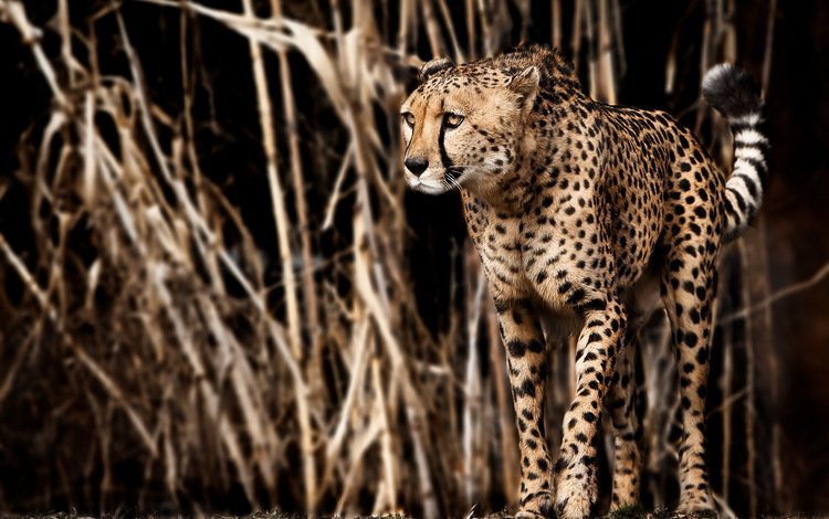 природа, кошка, африка, хищник, гепард, большая, дикая, nature, cat, africa, predator, cheetah, large, wild