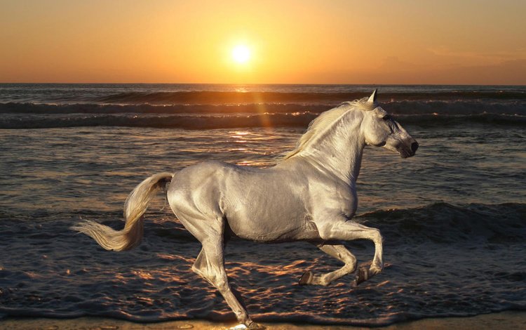 лошадь, пляж, вода, рассвет, солнце, волна, природа, океан, закат, конь, скачет, море, жеребец, животные, песок, horse, beach, water, dawn, the sun, wave, nature, the ocean, sunset, jump, sea, stallion, animals, sand